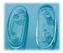 Plastic eyeglass frames nose pads